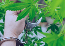 How Many Marijuana Arrests in Maryland.png