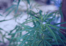 Maryland Marijuana Tax Revenue 2025.png